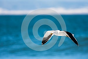 Seagull flying on blue sky photo
