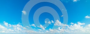 Seagull flying in a blue sky with small clouds