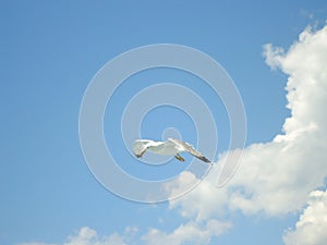 Seagull flying. Blue sky with white clouds in background.