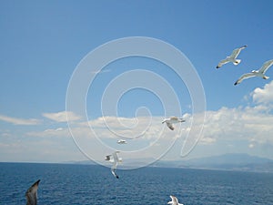 Seagull flying. Blue sky with white clouds in background.