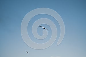 Seagull flying in the blue sky. wide spreded wings. freedom in flight. flying bird