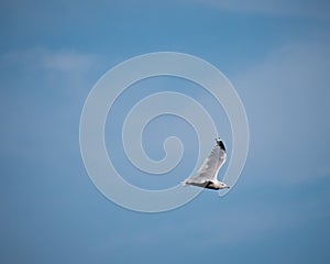 Seagull Flying in the Bright Blue Sky