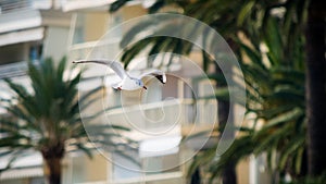 Seagull flying in cannes city