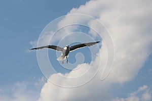 A seagull is flying in the clouds.