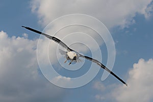 A seagull is flying in the clouds.