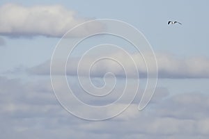 Seagull Flying Through the Clouds