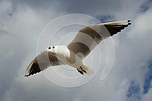Seagull flying in the cloudy sky