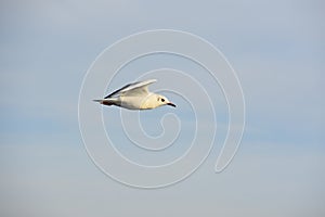 Seagull flying in a cloudy sky
