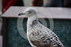 Seagull flying in a cloudy sky