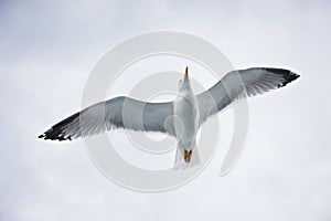 Seagull flying on cloudy white sky