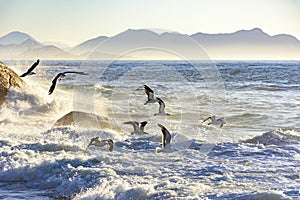 Seagull flying at dawn over the sea