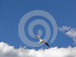 The seagull flying in deep blue skyies photo