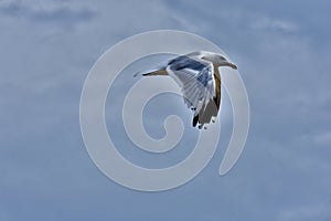 Seagull flying and flopping is wings