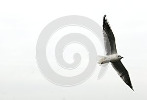 Seagull flying free.