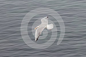 Seagull flying with freshly caught bread