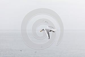 Seagull flying with freshly caught bread