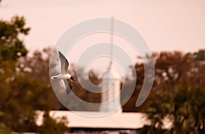 Seagull flying in front of building