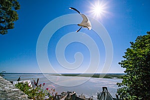 Seagull Flying in front of the Sun in Mont Saint-Michel Abbey on a Sunny Summer Day in Normandy France photo