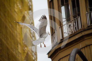 Seagull flying in GijÃ³n photo