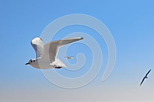 A seagull flying high in the air on a sunny day with blue color of sky in the background