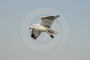 Seagull photo