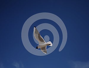 Seagull flying high in the dark blue sky