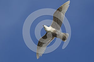 Seagull flying high.