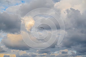 Seagull flying and hovering against a moody dramatic cloudy sky background. Photo of bird on sky