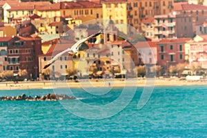 Seagull flying and Italian town in the background