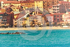 Seagull flying and Italian town in the background photo