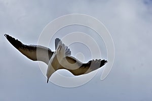 Seagull flying with its wings wide spread