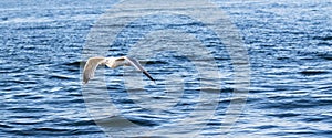 Seagull flying just above the blue waters of Portland Maine USA