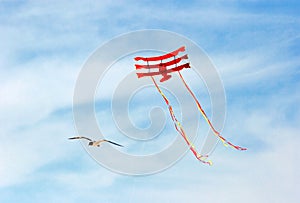 Seagull and flying kite