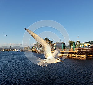 Seagull flying in La Guancha in Ponce, Puerto Rico photo