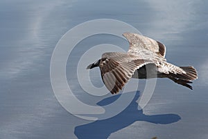 Seagull Flying Low