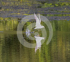 A Seagull flying low and looking for food in a lake below
