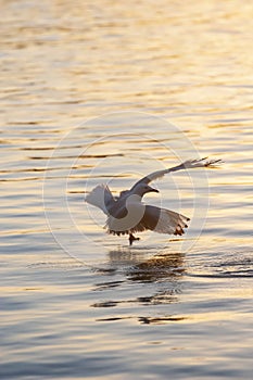 Seagull flying low over the water and hunt for fish