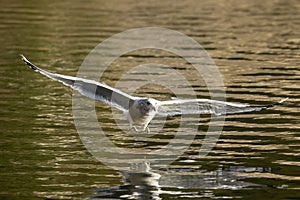 Seagull flying low to the water
