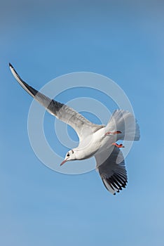 Seagull flying maneuvre