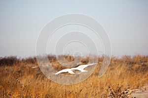 Seagull flying near dune grass