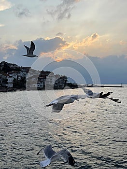 Seagull flying near the Princes' Islands at sunset, Turkey