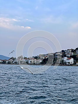 Seagull flying near the Princes' Islands at sunset, Turkey