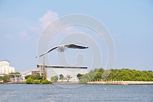 Seagull flying near a seaside factory