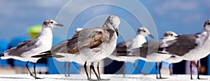 Group of Laughing gull Seagull in south Florida Miami beach