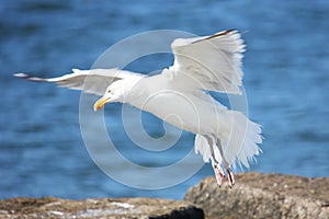 Seagull on flying off a rock at beach