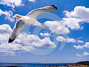 A seagull flying over the Aegean