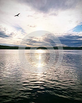 Seagull flying over the Arctic Ocean with the midnight sun on background near Murmansk, Russia, June 2019