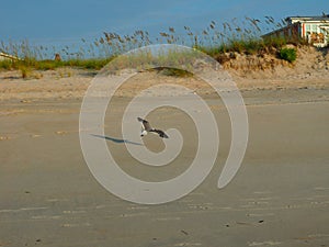 Seagull Flying over the Atlantic Coastline at Carolina Beach