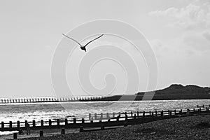 Seagull flying over a beach monochrome