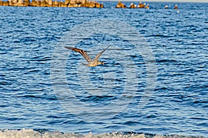 Seagull flying over blue sea water, open wings, beak close up